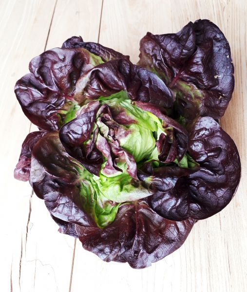 Bio Eichblattsalat (rot) NEU!