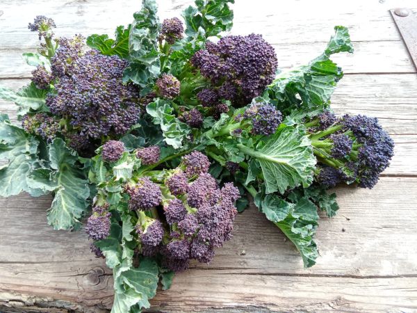 Bio Flower Sprouts (Kalettes) - NEU!