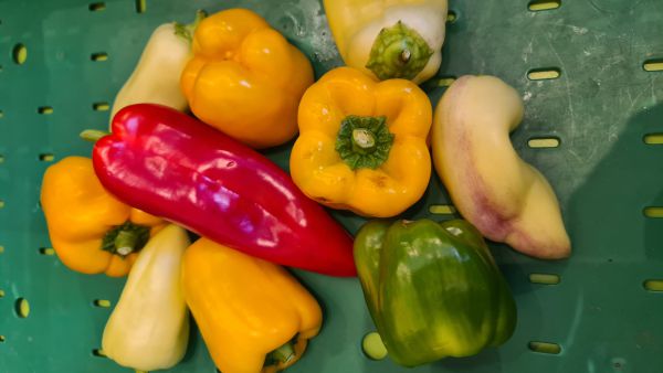 Paprika Mix vom Feld