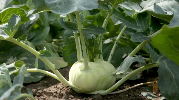 Bio Kohlrabi