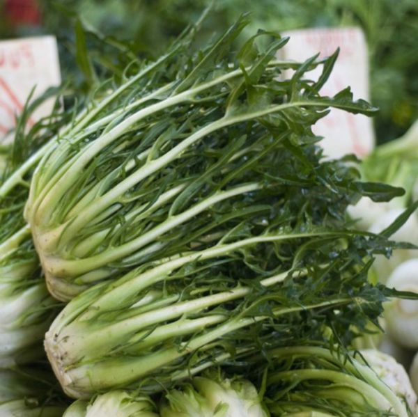 Bio Zichoriensalat - NEU!