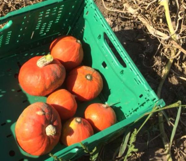 Bio Kürbis Hokkaido (4,95 €/kg)