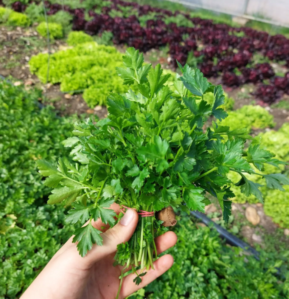 Bio Petersilie - Bund