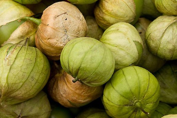 Tomatillos aus dem Weinviertel