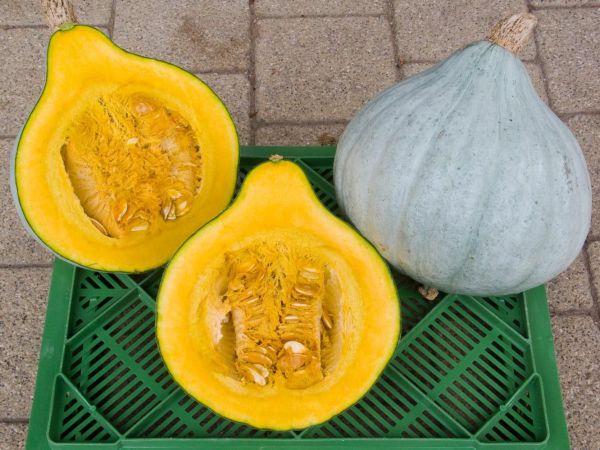 Bio Kürbis Blue Ballet (6 € /Stück) - NEU!