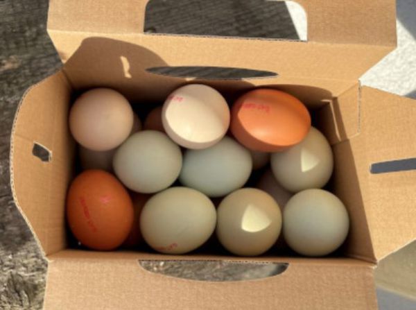 Eier naturbunt - demeter, 1 kg