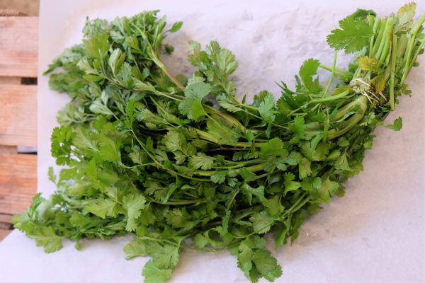 Bio Koriander Bund – erste Ernte aus dem Weinviertel