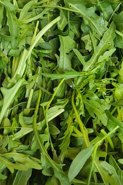 Wilde Rauke - Wildform des Rucola