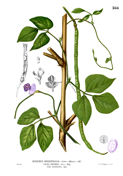Bio Spaghettifisolen (begrenzte Verfügbarkeit)
