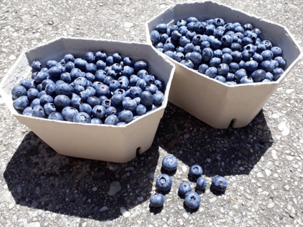 Bio Heidelbeeren aus dem Weinviertel