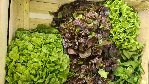 Bunte Salate aus dem Weinviertel
