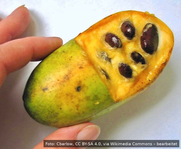 Bio Papau Indianerbanane