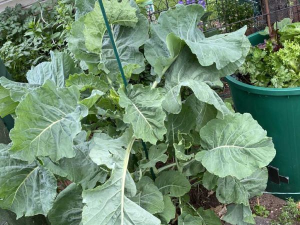 Galizischer Kohl
