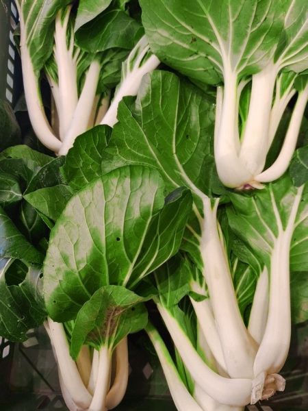 Bio Pak Choi