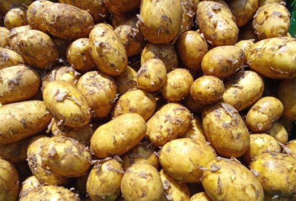 Heurige Bio Erdäpfel