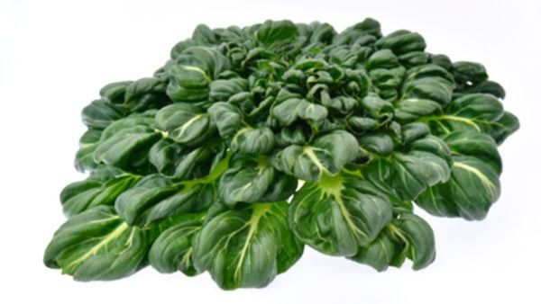 Bio Tatsoi - GiN Gärtnerhof