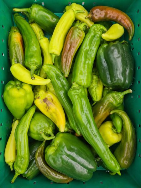 Paprika Mix (alte Sorten)