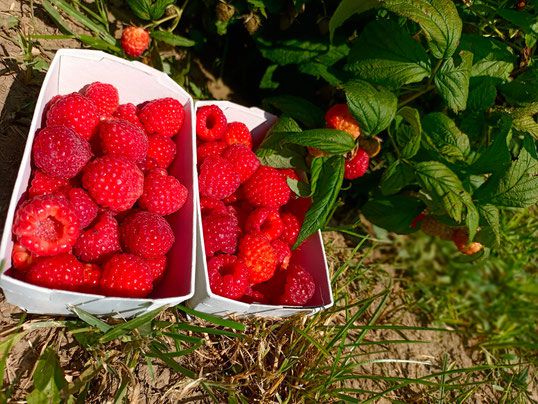 Bio Himbeeren aus dem Weinviertel