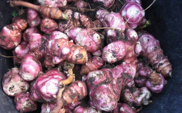 Bio Topinambur mit rosa Schale