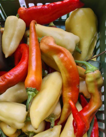 Paprika Vielfalt (alte Sorten)