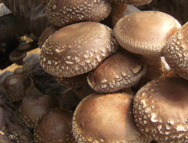 Bio Shiitake Pilze - frisch aus der Steiermarkt