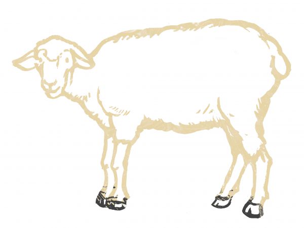Lammschulter mit Knochen ohne Stelze (€25,45/kg)