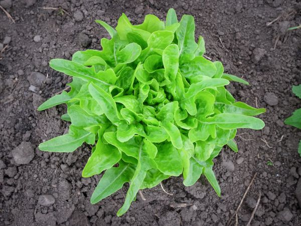 Bio Till Salat (löwenzahnähnlich) - NEU!