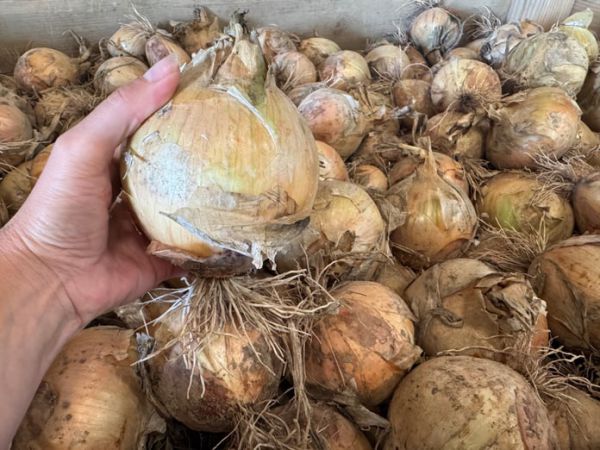 Bio Gemüsezwiebel 'Ailsa Craig' - schottische Rarität
