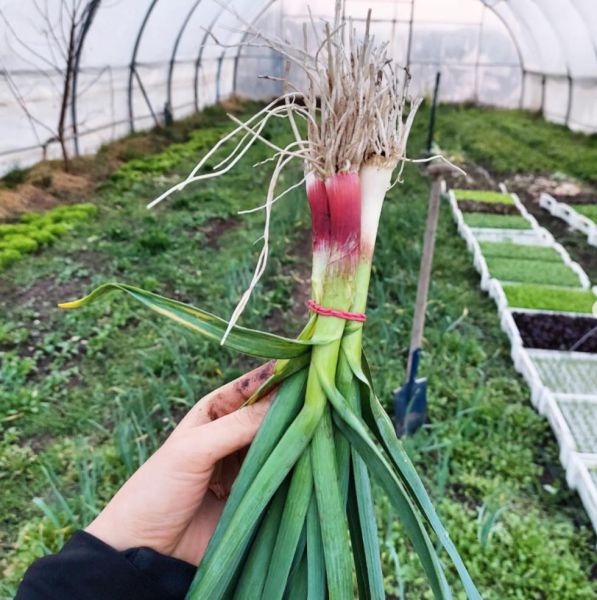 Bio Jungknoblauch (Bund) - erste Ernte aus dem Weinviertel