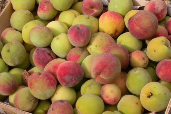 Bio Weingartenpfirsiche aus Annas Paradeisers Garten
