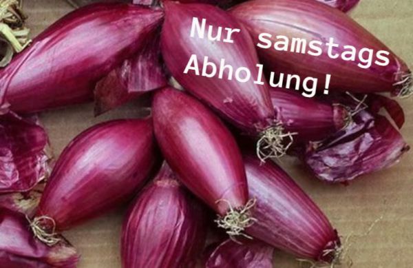 Bio Zwiebel rot, länglich, "Rossa Lunga di Firenze"