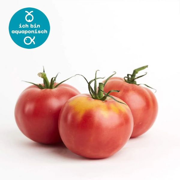 "Rosebeef" Paradeiser