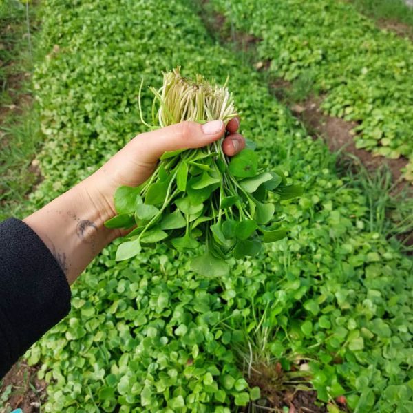 Bio Winterportulak - NEU!