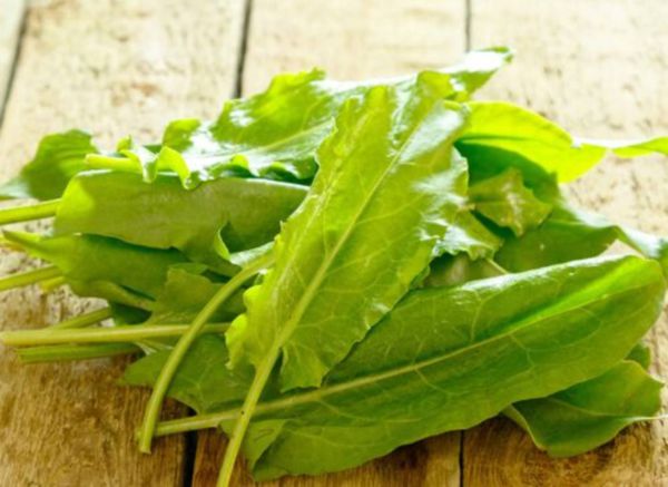 Bio Sauerampfer - aus dem Weinviertel