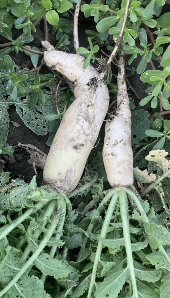 Bio Rettich weiß (€ 4,80/kg)