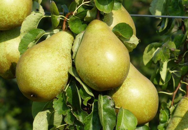 Bio-Birne „'Novembra' - Winterbirne