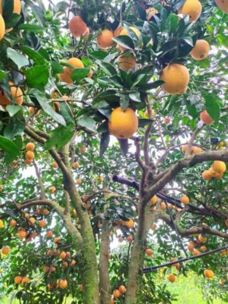 Bio Saftorangen "Navelina"