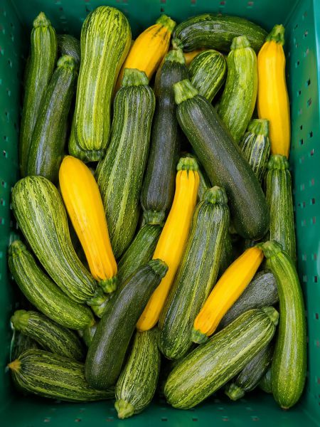 Zucchini Vielfalt
