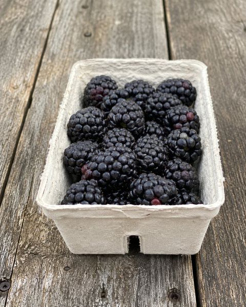 Brombeeren