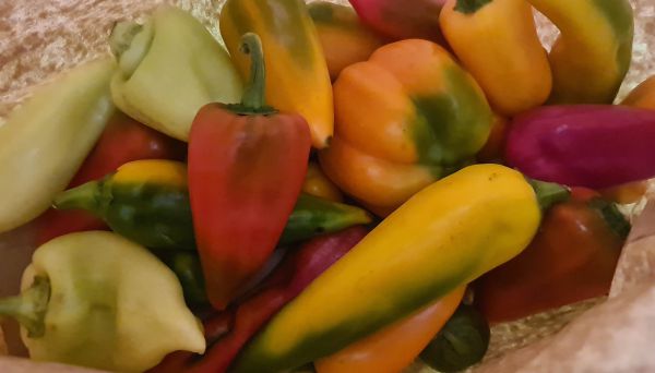 Freiland Paprika Mix (11,55/kg) von GiN aus Wien - nach Verfügbarkeit