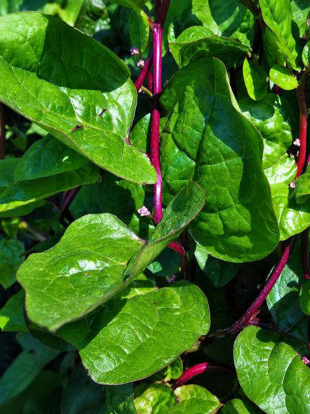 Bio Malabarspinat (nach Verfügbarkeit)