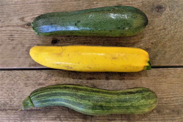 Bio Zucchini - Vielfalt von GIN