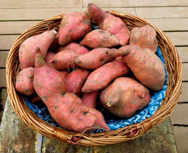 Bio Süßkartoffeln