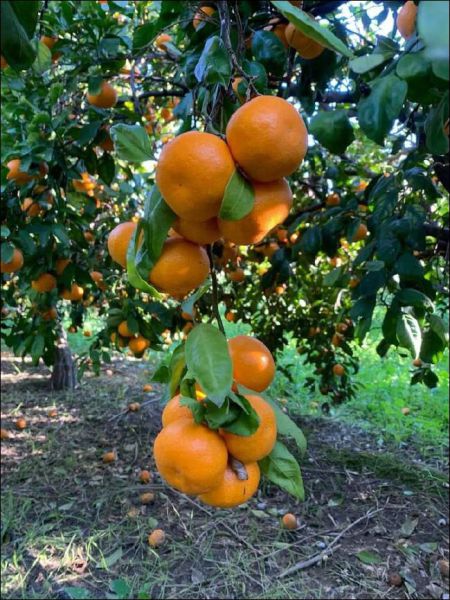 Bio Mandarinen "Mandalate"-Copy