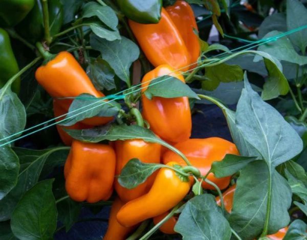 Orangene Snackpaprika