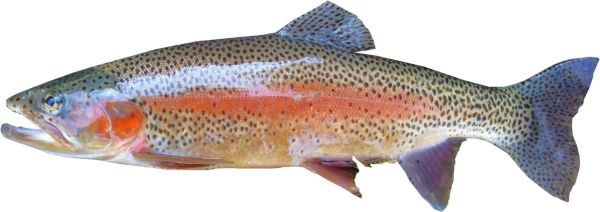 Steirische Lachsforelle, ca. 1.5-2kg (€32,56/kg)