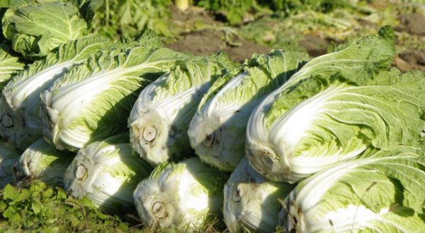 Bio Chinakohl (3,99/kg)
