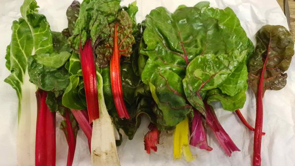 Bio Mangold frisch geerntet – Gärtnerhof GiN (Wien)