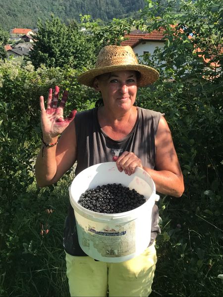Aroniabeeren - frisch gepflückt