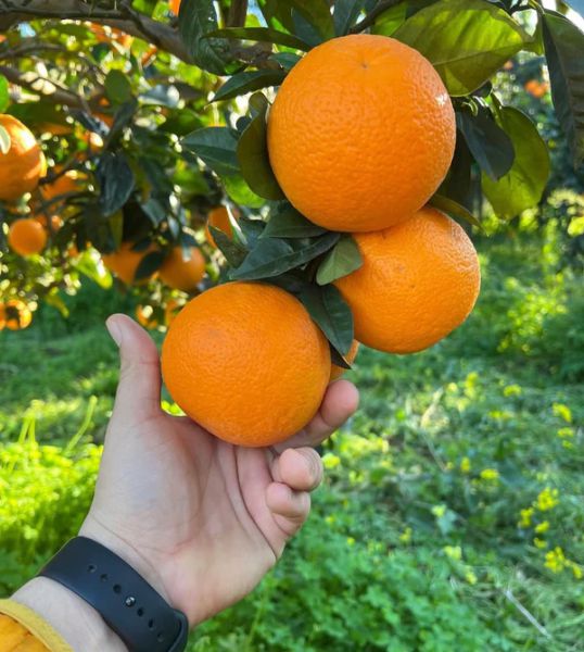 Bio Saftorangen "Navelina"